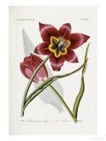 Iconaes Florae Germanicae et Helveticae Giclee Print by H.g.l. Reichenbach