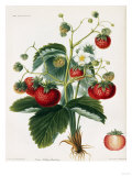 Keen's Strawberry Seedling Giclee Print