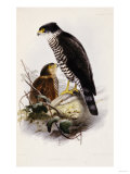 The Ibis, a Magazine of General Ornithology Giclee Print