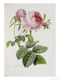 Rosa Giclée-Druck von Pierre-Joseph Redouté