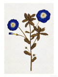 Pharmacopoeus Insuleinsis, 1789 Lámina giclée por Stanislaus Decroix Pharmacopoeus Insuleinsis, 1789 Lámina giclée por Stanislaus Decroix