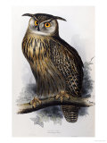 Eagle Owl, Lithographic Plate from "The Birds of Europe" Giclee Print by John Gould