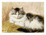 A Cat, 1893 Giclee Print by Henriette Ronner-Knip