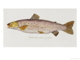 Hand Colored Enraving of a Salmon, 1785-1794 Giclée-Druck von Baron Carl Von Meidinger