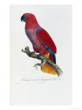 Histoire Naturelle Des Perroquets, circa 1801-1805 Giclee Print by Francois Levaillant