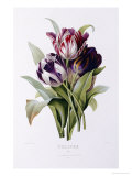 Tulips Giclee Print by Pierre-Joseph Redouté