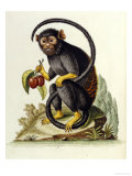 A Little Black Monkey Brought from the West Indies by Commodore Fitzroy Lee Reproduction procédé giclée par George Edwards