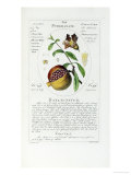 Herbal or Medicinal Plants on the List of the College of Physicians Giclée-Druck von Timothy Sheldrake
