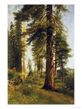 California Redwoods reproduction procédé giclée par Albert Bierstadt