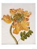 African Tulip, English School, circa 1850 Giclee Print