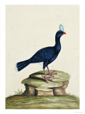 A Male Curhew, 1777 Giclee Print by William Hayes
