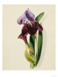 A Flag Iris Giclee Print by Thomas Holland
