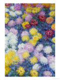 Chrysanthemums, 1897 Reproduction procédé giclée par Claude Monet