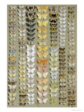 One Hundred and Fifty-eight Medium and Small-sized Moths in Seven Columns Giclee Print by Marian Ellis Rowan
