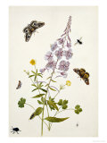 Rosebay Willowherb and Buttercups with Butterflies Giclee Print by Thomas Robins Jr