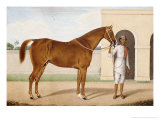 Jeremy Jumps, a Chestnut Stallion Reproduction procédé giclée par Shaykh Muhammad Amir Of  Karraya Amir Of  Karraya