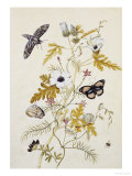 Scabious and a Cupid Flower Giclee Print by Thomas Robins Jr