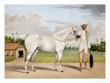 A Small White Stallion Standing with a Groom Holding a Chauri Reproduction procédé giclée par Shaikh Muhammad Amir Of Karraya