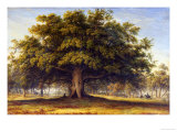 The Beggars Oak reproduction procédé giclée par John Glover