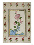Bird And Flower Study, Mughal India, Circa 18th Century Lámina giclée