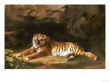 Portrait of the Royal Tiger, circa 1770 Lámina giclée por George Stubbs