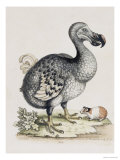 The Dodo Giclee Print by Frederick P. Nodder