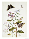 Convolvulus and Chrysanthemum Giclée-Druck von Thomas Robins Jr