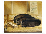 Three Prize Winners Giclee Print by John Vine