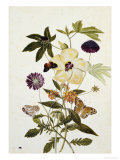 Milkweed, Poppy and Hibiscus with Butterflies and a Beetle Giclée-Druck von Thomas Robins Jr