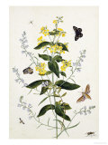 Yellow Loosestrife and Other Wild Flowers Giclee Print by Thomas Robins Jr
