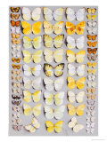 Sixty-Seven Lepidoptera, in Five Columns, Mostly Butterflies Giclee Print by Marian Ellis Rowan