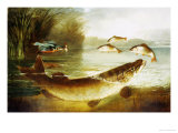 A Kingfisher and a Pike Capturing Perch Giclee Print by Henry Leonides Rolfe