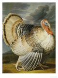 A Turkey in a Landsape Giclee Print by Peter Wenceslaus