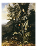 Forest Floor With A Toad And A Lizard, A Bullfinch On A Branch Of Ivy Above And A Mountain Beyond Lámina giclée por Giovanni Battista Salvi da Sassoferrato Forest Floor With A Toad And A Lizard, A Bullfinch On A Branch Of Ivy Above And A Mountain Beyond Lámina giclée por Giovanni Battista Salvi da Sassoferrato