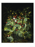 Les fraises sauvages Reproduction procédé giclée par Otto Diderich Ottesen