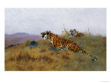 Tigers Stalking Their Prey Giclee Print by Wilhelm Kuhnert