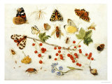 Butterflies, Moths and Other Insects with a Snail and a Sprig of Redcurrants, 1680 Giclee Print by Jan Van Kessel