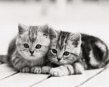 Deux chatons Affiches