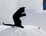 Cat and Flower Pôsteres por Hubert & Klein Cat and Flower Pôsteres por Hubert & Klein