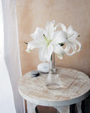 White Lilies Posters by Amelie Vuillon