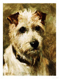 Portrait of a Terrier: Darkie, 1903 reproduction procédé giclée par John Emms