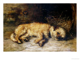 A Border Terrier Puppy reproduction procédé giclée par Philip Eustace Stretton