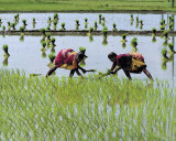Paddy Fields of Tamil Nadu Prints by Olivier Föllmi
