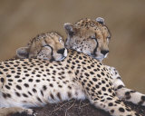 Two Leopards Prints by Marein Harvey