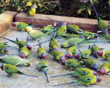 Parrots of Rajasthan Print by Olivier Föllmi Parrots of Rajasthan Print by Olivier Föllmi