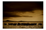 Buffalo Day Dream Giclee Print by Jim Tunell