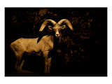 Western Ram Giclee Print by Jim Tunell