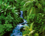 Rain Forest Poster