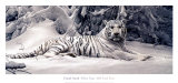 Tigre bianca Arte di Daniel Smith
