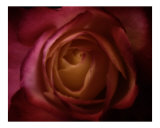 Midnight Violet Photographic Print by Scott Kuehn
